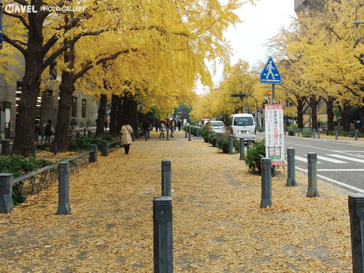 日本大通りのイチョウ並木