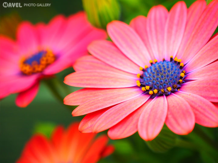 ディモルフォセカ